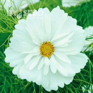 Cosmos Fizzy White