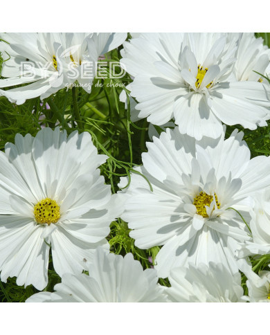 Cosmos Fizzy White