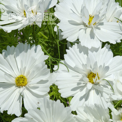 Cosmos Fizzy White