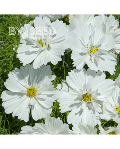Cosmos Fizzy White