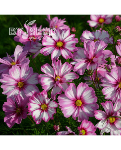 Cosmos nain Capriola