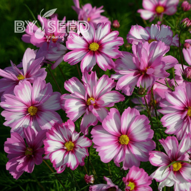 Cosmos nain Capriola