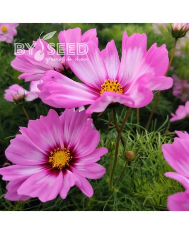 Cosmos nain Capriola