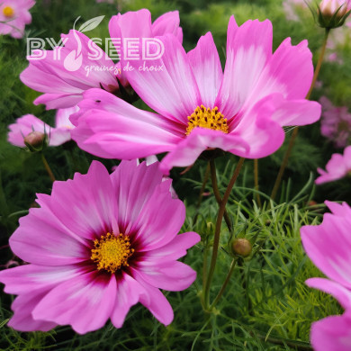 Cosmos nain Capriola