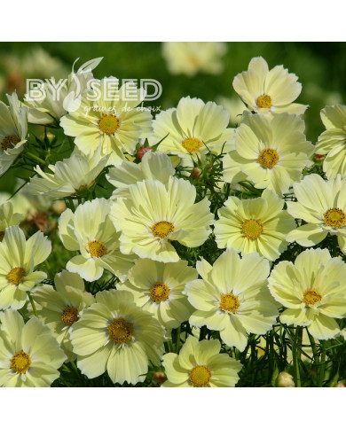 Cosmos nain Xanthos
