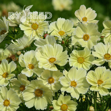Cosmos nain Xanthos