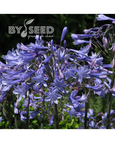 Agapanthe umbellatus Blue Umbrella