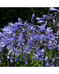 Achillée ptarmica The Pearl