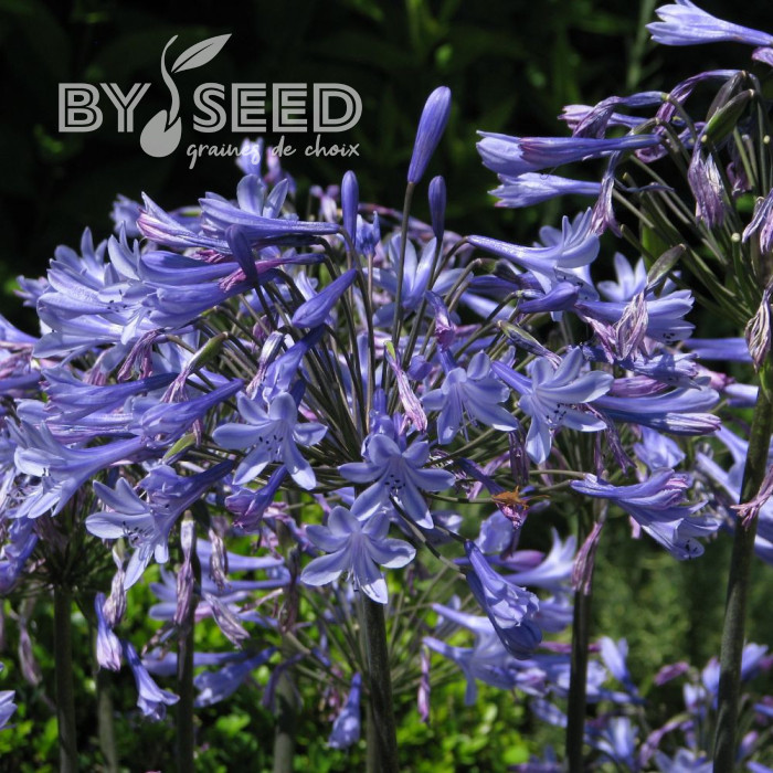 Agapanthe umbellatus Blue Umbrella