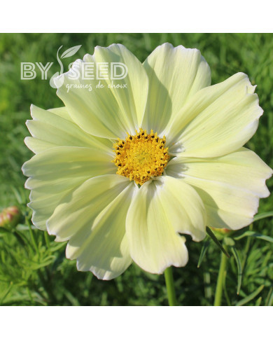 Cosmos nain Xanthos