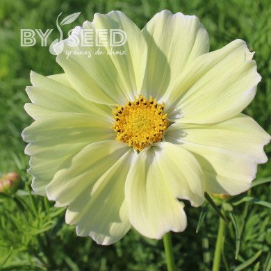 Cosmos nain Xanthos