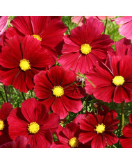 Cosmos Sea Shells Red