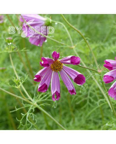 Cosmos Sea Shells Red