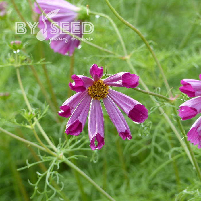 Cosmos Sea Shells Red