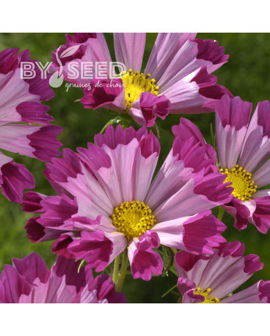 Cosmos Sea Shells Red