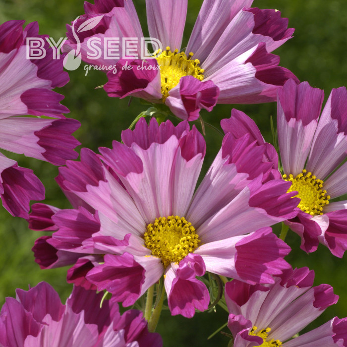 Cosmos Sea Shells Red