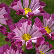 Cosmos Sea Shells Red