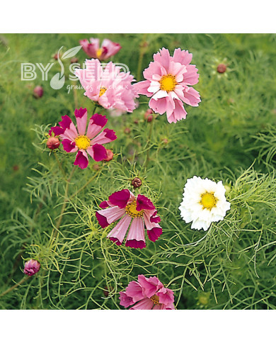 Cosmos Sea Stars Mix