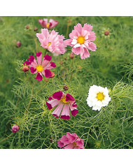 Cosmos Sea Shells Red