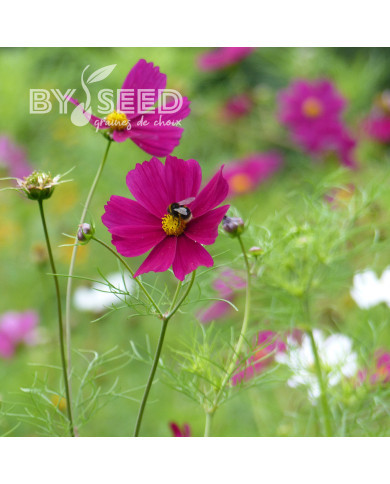 Cosmos Sensation Dazzler