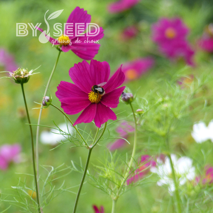 Cosmos Sensation Dazzler