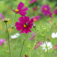 Cosmos Sensation Dazzler