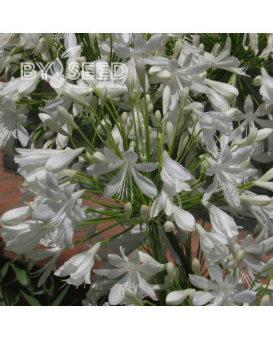 Agapanthe umbellatus White Umbrella