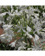 Amarante Queue-de-Renard Coral Fountain