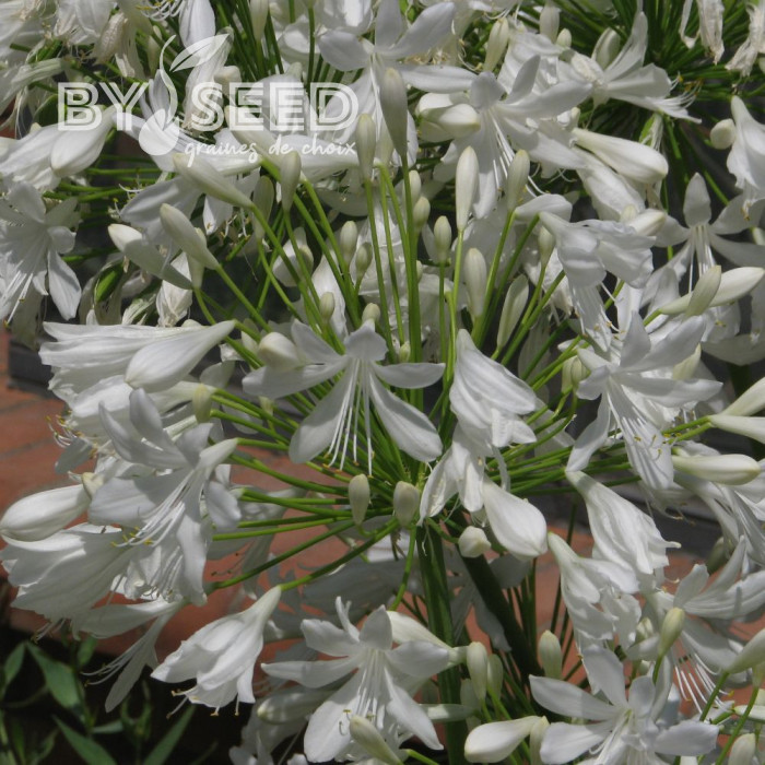Agapanthe umbellatus White Umbrella