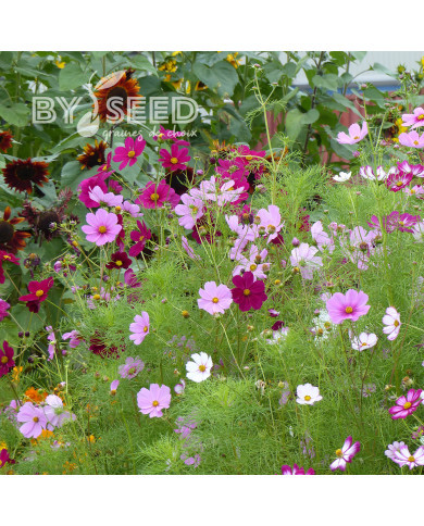 Cosmos Sensation mix