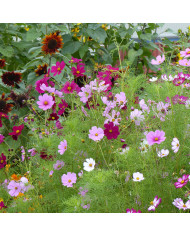 Cosmos Sensation Dazzler