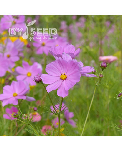 Cosmos Sensation Pinkie