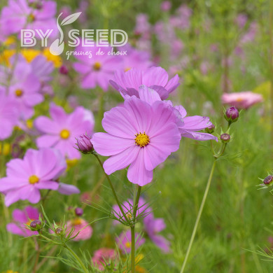 Cosmos Sensation Pinkie