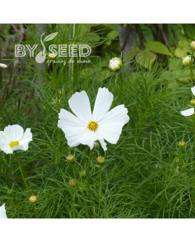 Cosmos Sensation Purity