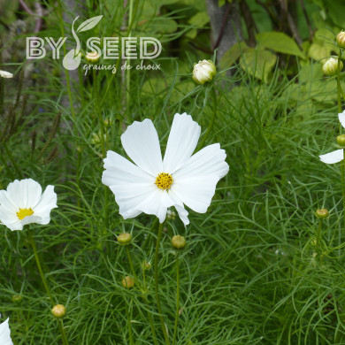 Cosmos Sensation Purity