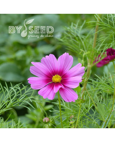 Cosmos Sensation Radiance