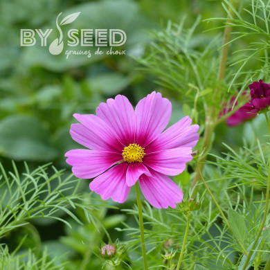 Cosmos Sensation Radiance