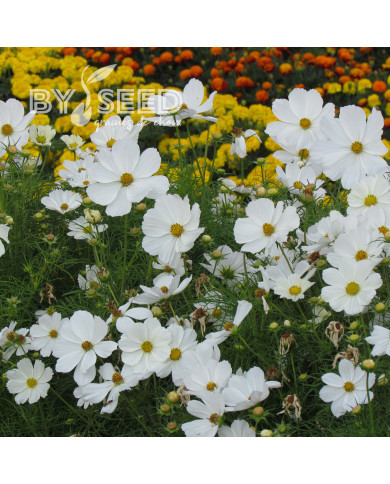 Cosmos Sonata white