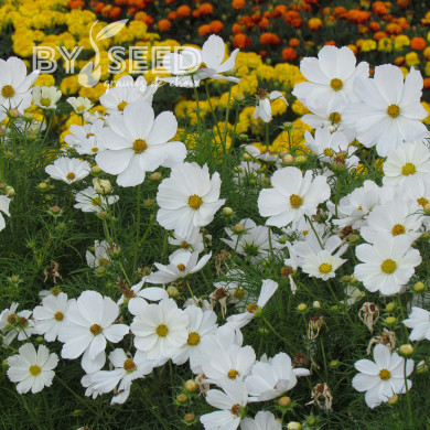 Cosmos Sonata white