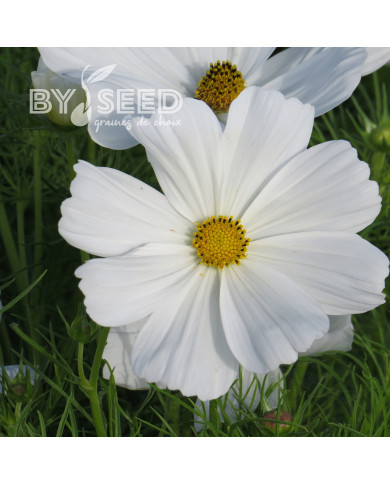Cosmos Sonata white