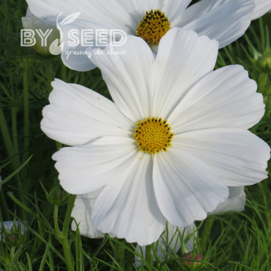 Cosmos Sonata white