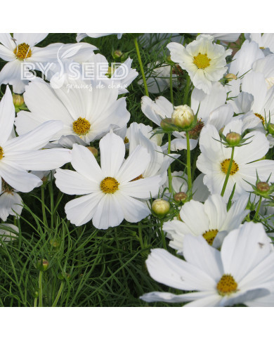 Cosmos Sonata white