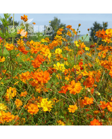 Cosmos sulphureus Bright Lights Mix