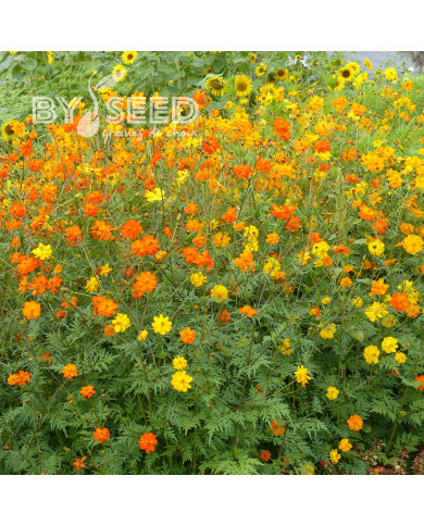 Cosmos sulphureus Bright Lights Mix
