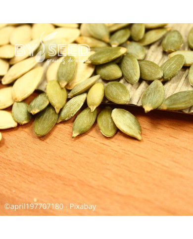 Courge à huile Miranda