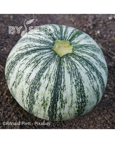 Courge à huile Miranda