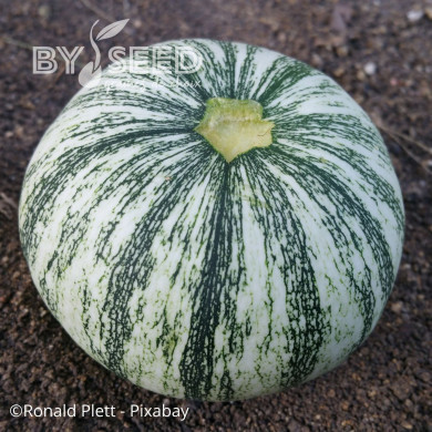 Courge à huile Miranda