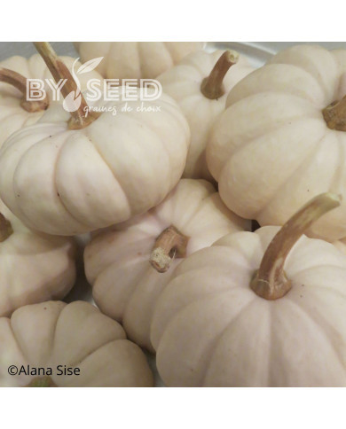 Courge d'ornement Baby Boo