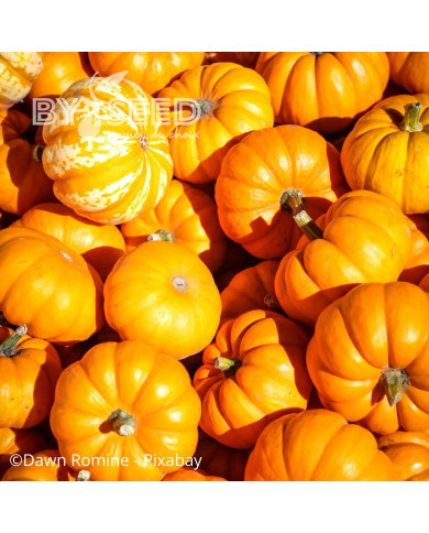 Courge d'ornement Jack Be Little