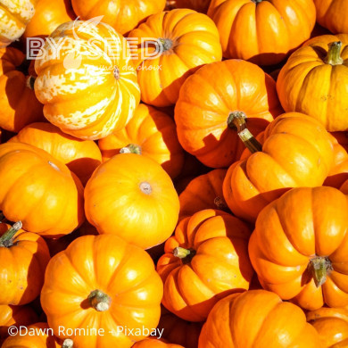 Courge d'ornement Jack Be Little